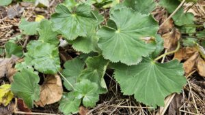 Alchemilla mollis / Alchémille molle / Manteau de Notre-Dame