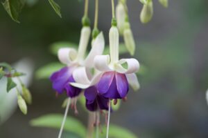 Fuchsia 'Blue Sarah'