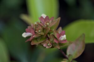 Abélia Grandifolia 'kaleidoscope'