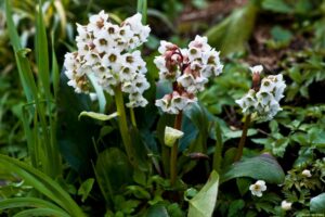 Bergénia 'Bressingham white'