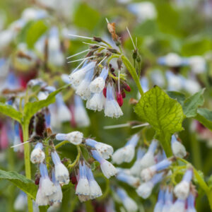 Shymphytum grandiflorum 'hidcote blue' / Consoude à grandes fleurs 'hidcote blue'