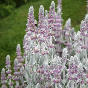 Stachys byzantina / Oreilles d'agneaux